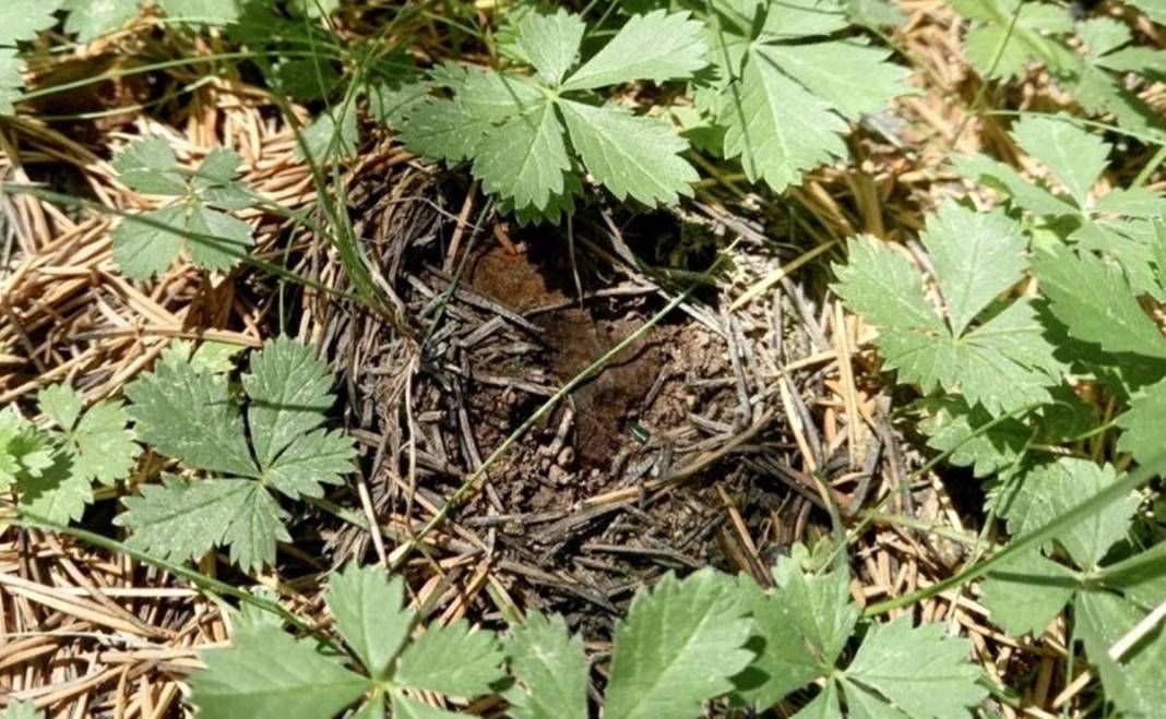İlk kez keşfedildi: Dünyada sadece o kentimizde yetişiyor! Meğer ağaçların altındaymış, bugüne kadar fark edilmemiş 18